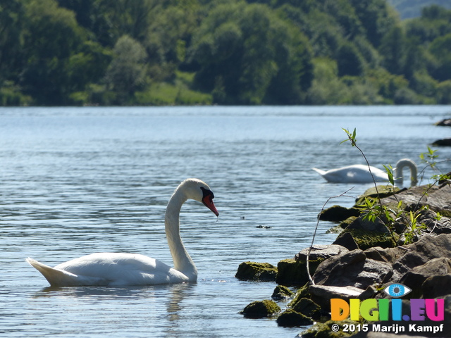 FZ016590 Mute Swans (Cygnus olor) by campsite
